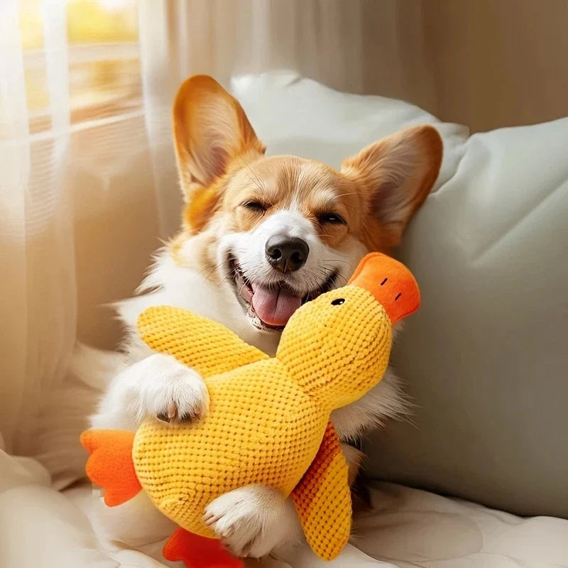 Comfort & Play - Fido'S