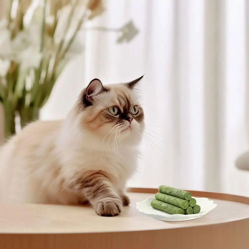 Cat sitting on a table with a plate of green treats in a bright room.